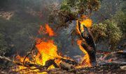 نامه سازمان جنگل‌ها به دادستان کشور برای تشدید برخورد با عاملان حریق‌های عمدی