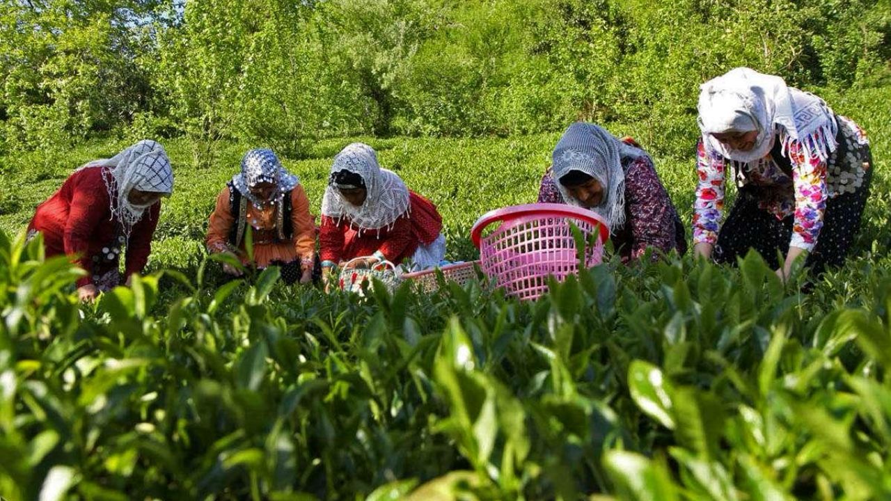 قیمت برگ سبز درجه یک ۱۳ هزار و ۹۹۰ تومان تعیین شد