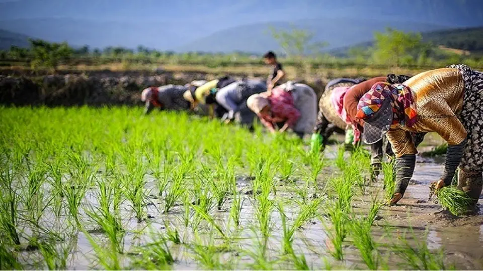 افزون بر یکهزار تن بذر اصلاح شده برنج در گیلان توزیع شد