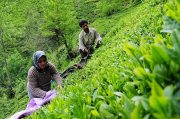 نرخ خرید تضمینی چای چهار درصد افزایش یافت