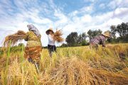 کشاورزان گیلانی تا پنجشنبه برنج برداشت نکنند
