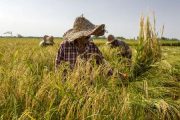 کشاورزان برای برداشت برنج دست نگه دارند