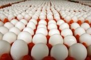 سه هزار کیلوگرم تخم مرغ فاسد در آستارا توقیف شد