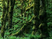 یک‌پنجم از جنگل‌های هیرکانی ثبت جهانی شده‌اند