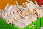 عرضه گوشت مرغ با قیمتی بالاتر از 12 هزار تومان تخلف است