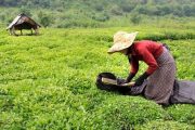 پیش بینی تولید ۱۲۰ هزار تن برگ سبز چای در سال جاری