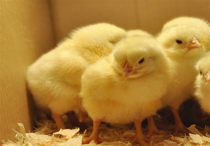 دستور استاندار گیلان برای جلوگیری از معدومسازی جوجه یکروزه دستور استاندار گیلان برای جلوگیری از معدومسازی جوجه یکروزه
