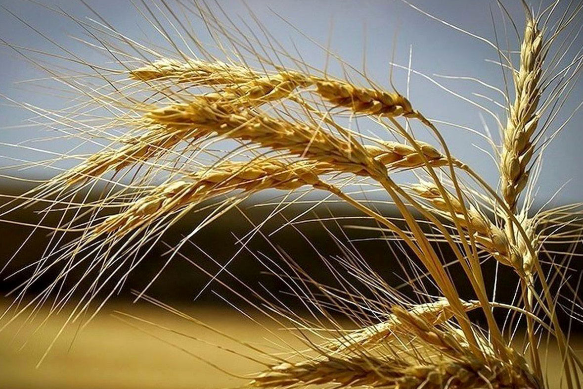خرید تضمینی گندم در گیلان آغاز شد