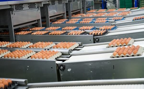 راه اندازی اولین واحد بسته بندی مکانیزه تخم مرغ در گیلان