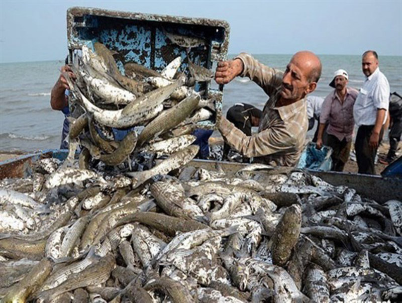 تلف‌شدن بچه ماهیان استخوانی در آستانه اشرفیه