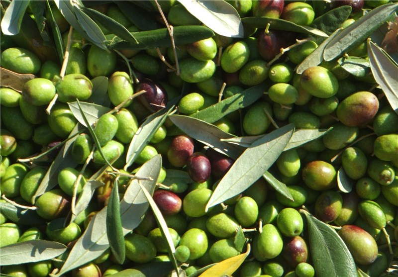 سالی پرمحصول برای زیتون کاران گیلانی