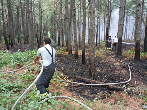 حریق در جنگل های شهر صنعتی رشت مهار شد حریق در جنگل های شهر صنعتی رشت مهار شد