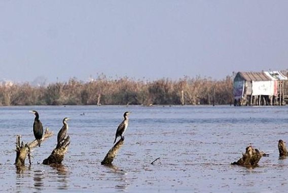 حفاظت از تالاب انزلی با کشاورزی پایدار در ۱۱ روستای حاشیه تالاب