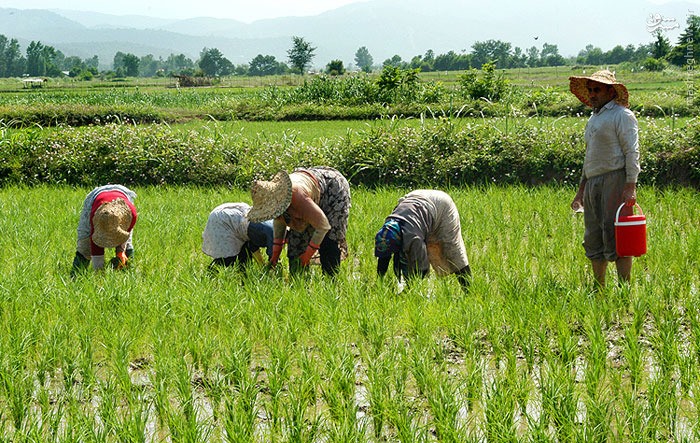 رهاسازی 600 میلیون متر مکعب آب سدسفیدرود برای کشت برنج رهاسازی 600 میلیون متر مکعب آب سدسفیدرود برای کشت برنج